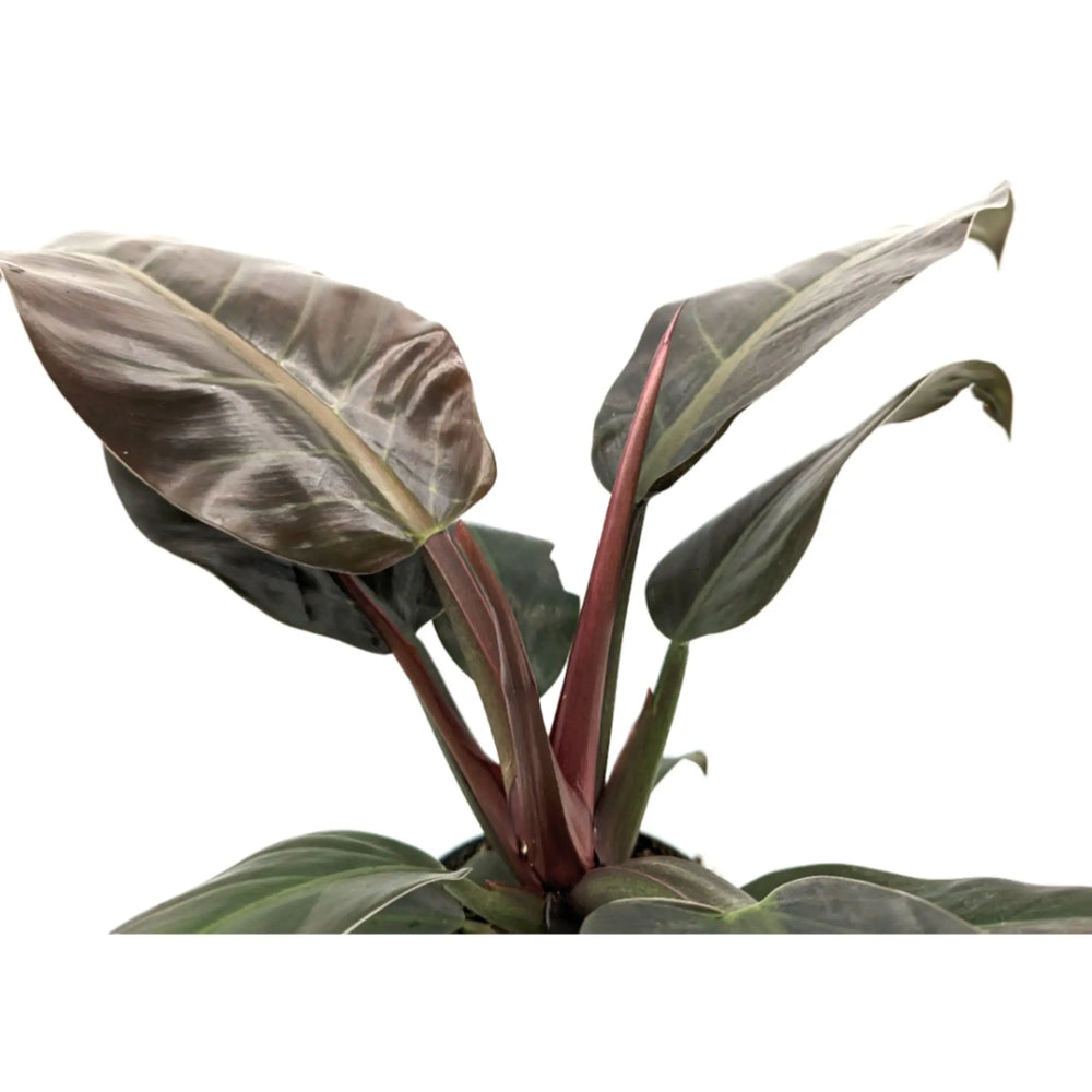 Philodendron Imperial Red_3_thumb