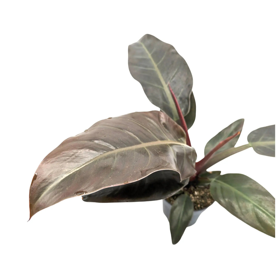 Philodendron Imperial Red Leaf Culture