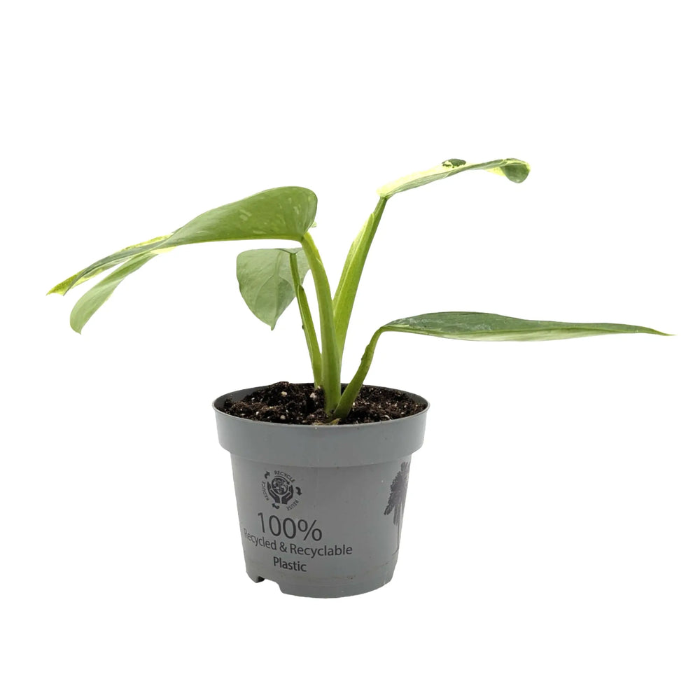 Philodendron Jose Buono | Variegated Aroid with Large Marbled Leaves_1_main