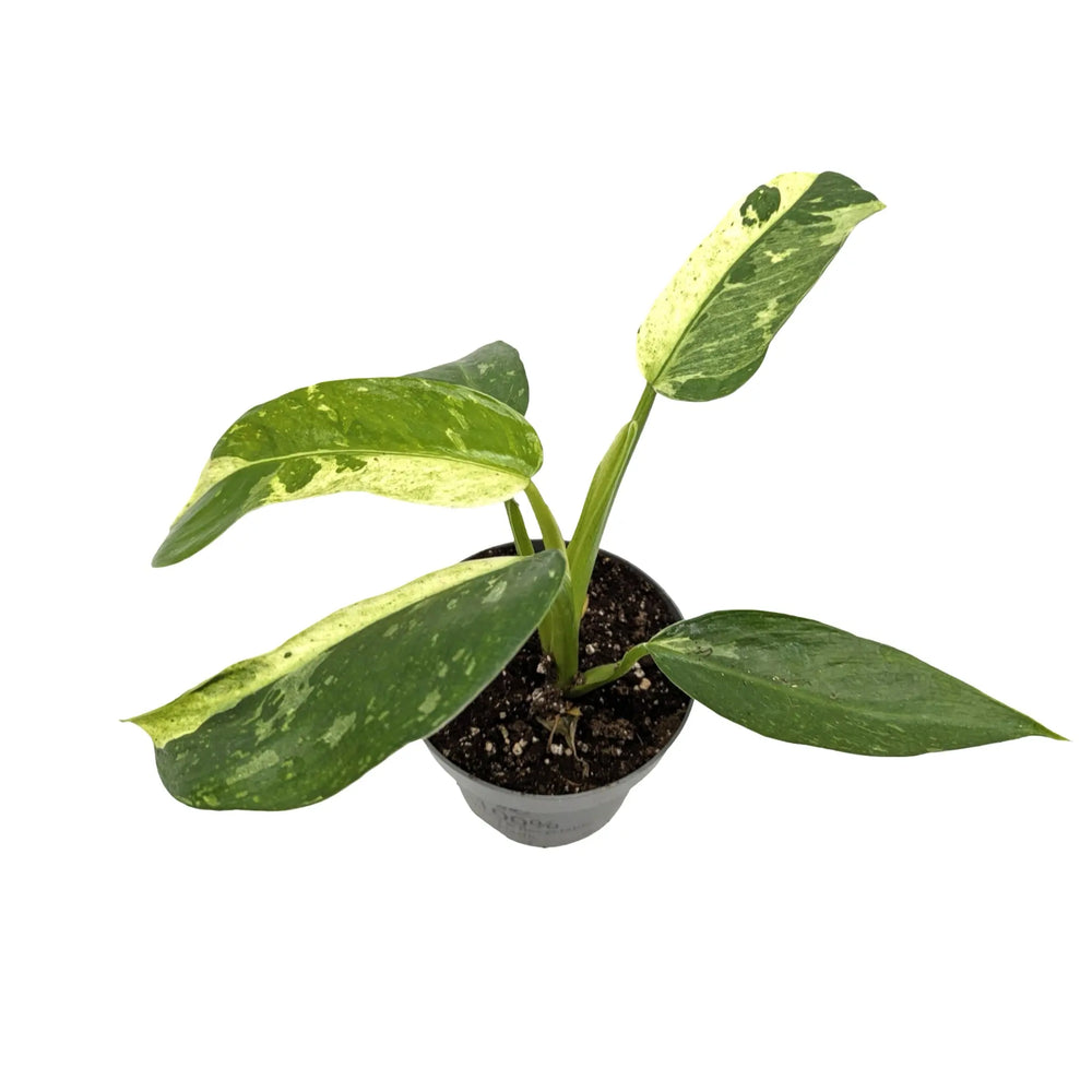 Philodendron Jose Buono | Variegated Aroid with Large Marbled Leaves_2_main
