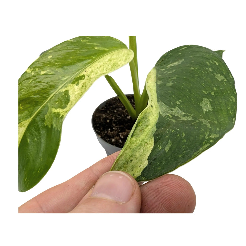 Philodendron Jose Buono | Variegated Aroid with Large Marbled Leaves_4_main