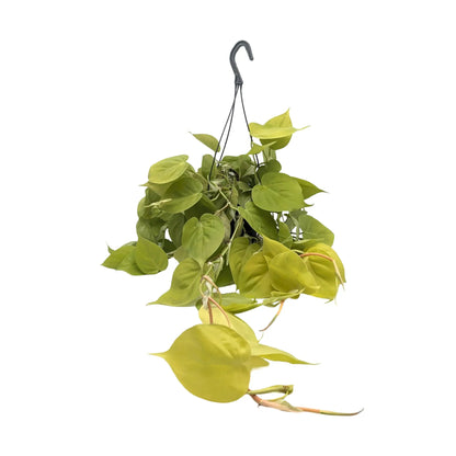 Philodendron Lemon Lime | Hanging Houseplant Leaf Culture