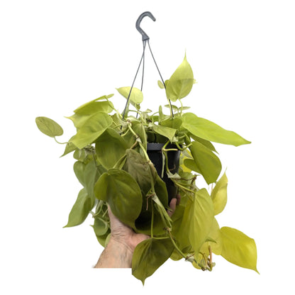 Philodendron Lemon Lime | Hanging Houseplant Leaf Culture