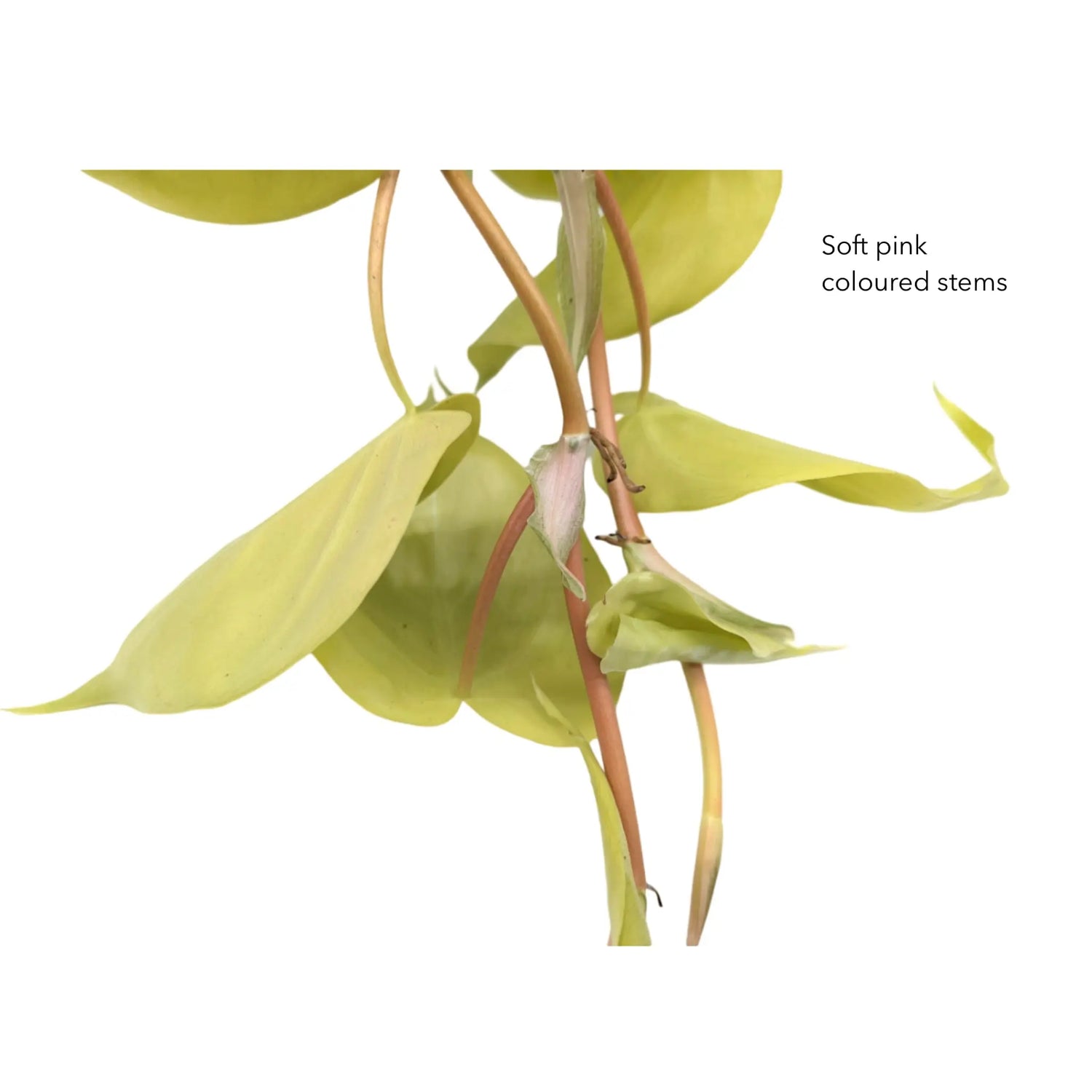 Philodendron Lemon Lime | Hanging Houseplant Leaf Culture