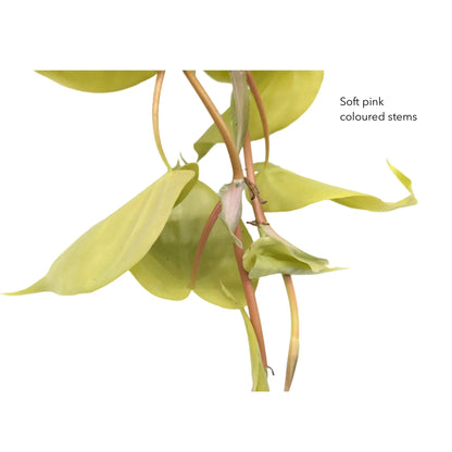 Philodendron Lemon Lime | Hanging Houseplant Leaf Culture