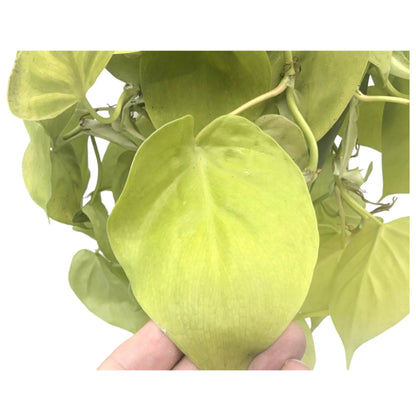 Philodendron Lemon Lime | Hanging Houseplant Leaf Culture