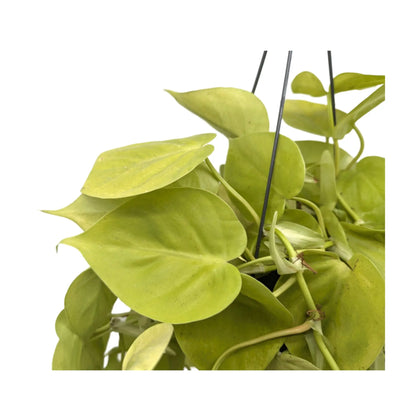 Philodendron Lemon Lime | Hanging Houseplant Leaf Culture