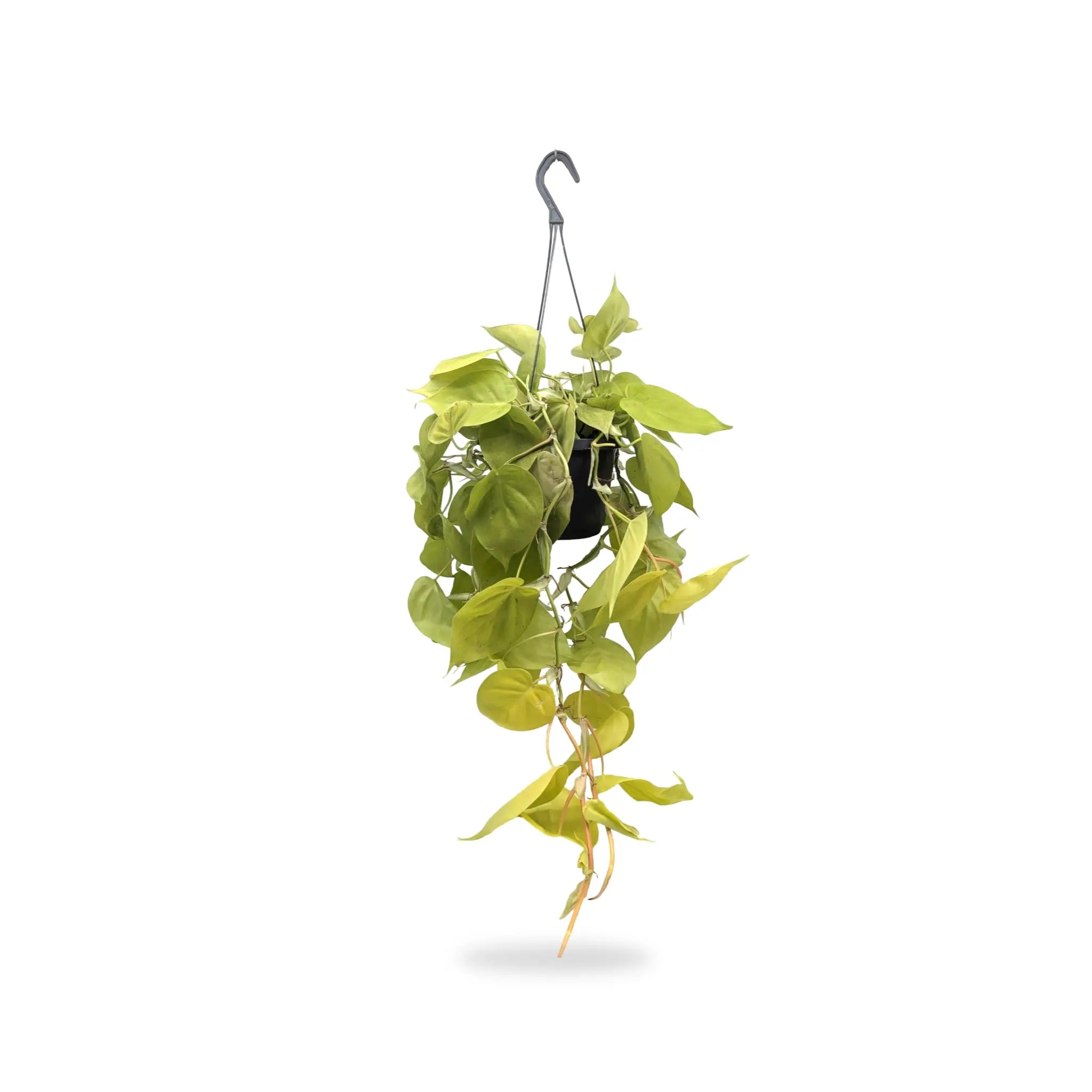 Philodendron Lemon Lime | Hanging Houseplant Leaf Culture