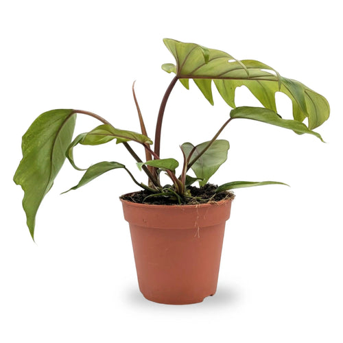 Philodendron Mayoi Leaf Culture