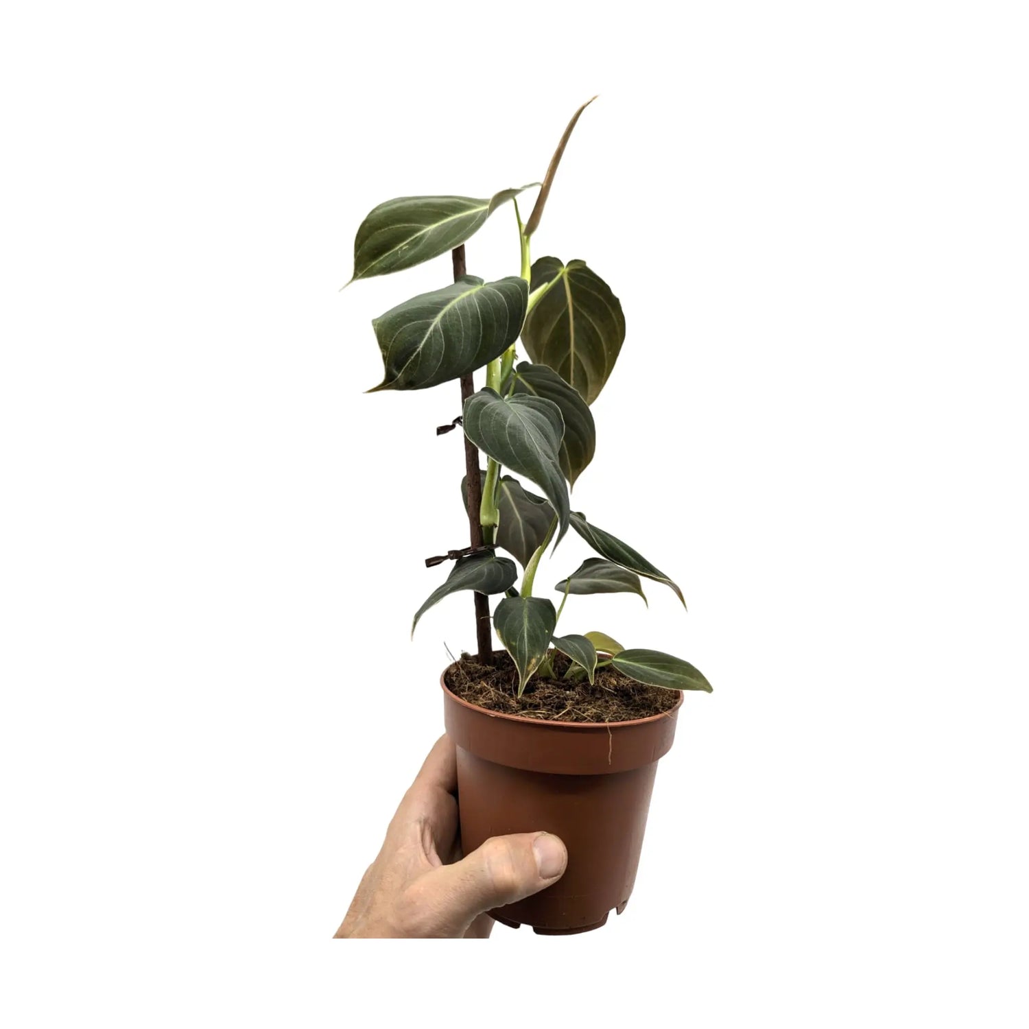 Philodendron Melanochrysum Leaf Culture