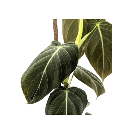 Philodendron Melanochrysum Leaf Culture