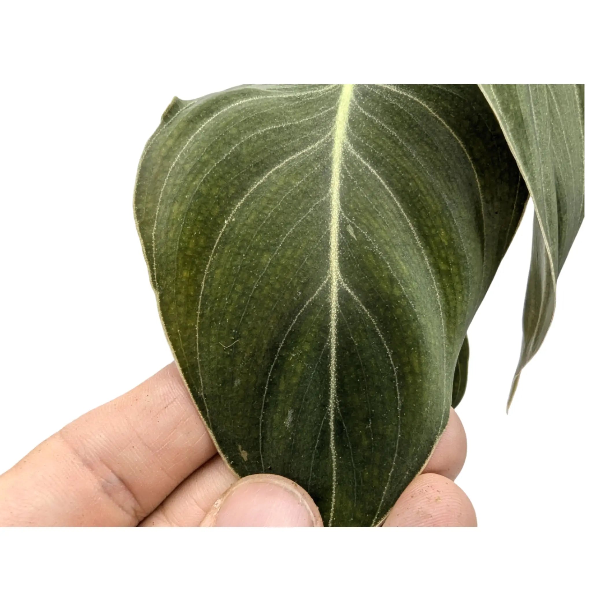 Philodendron Melanochrysum Leaf Culture