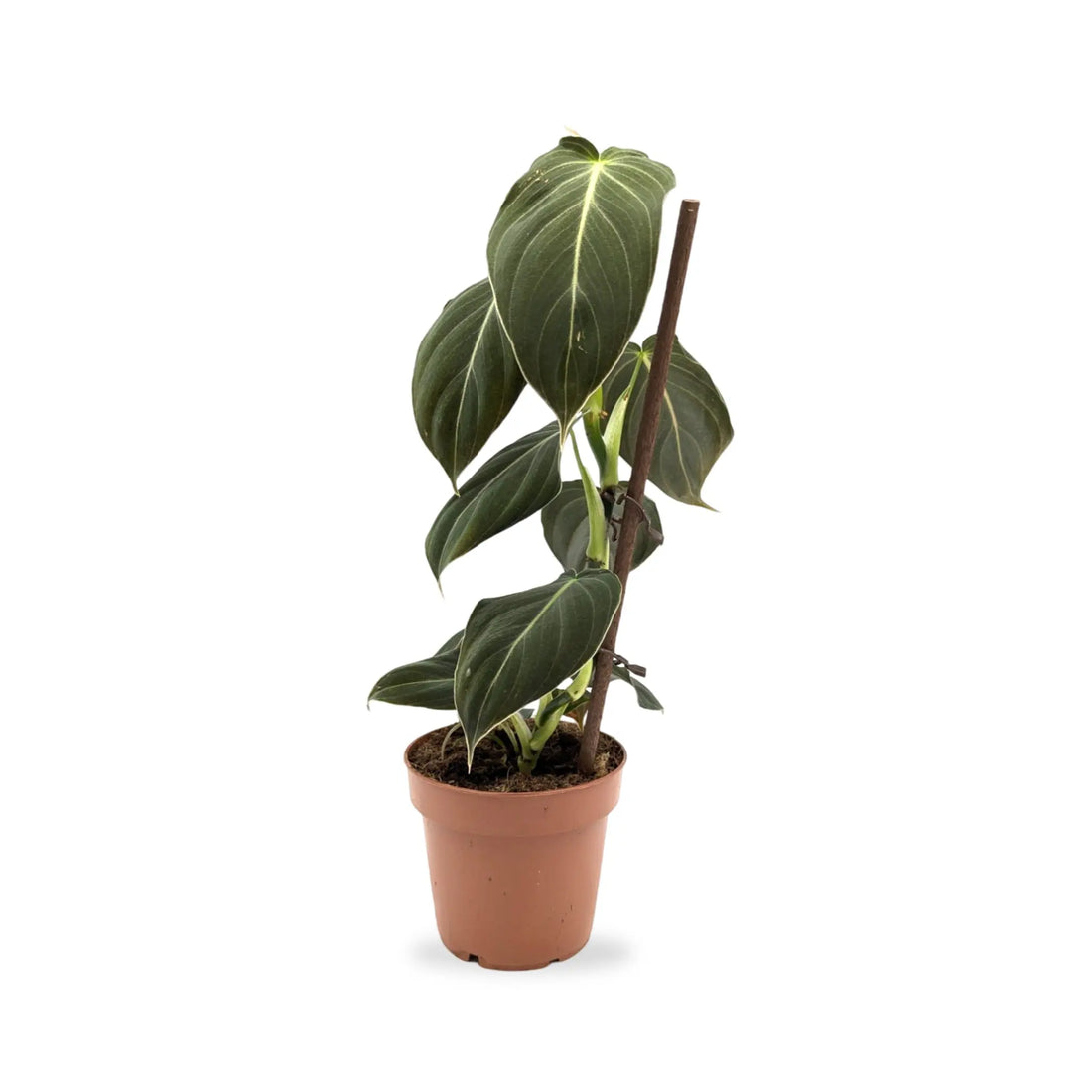 Philodendron Melanochrysum Leaf Culture