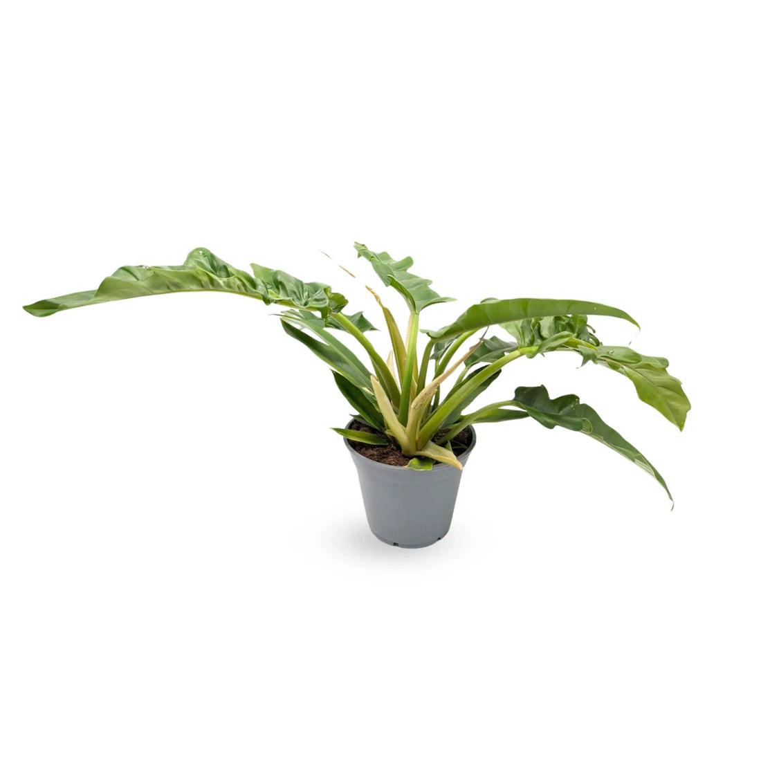 Philodendron Narrow Escape - Tiger Tooth Plant Leaf Culture