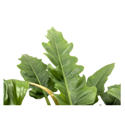 Philodendron Narrow Escape - Tiger Tooth Plant Leaf Culture