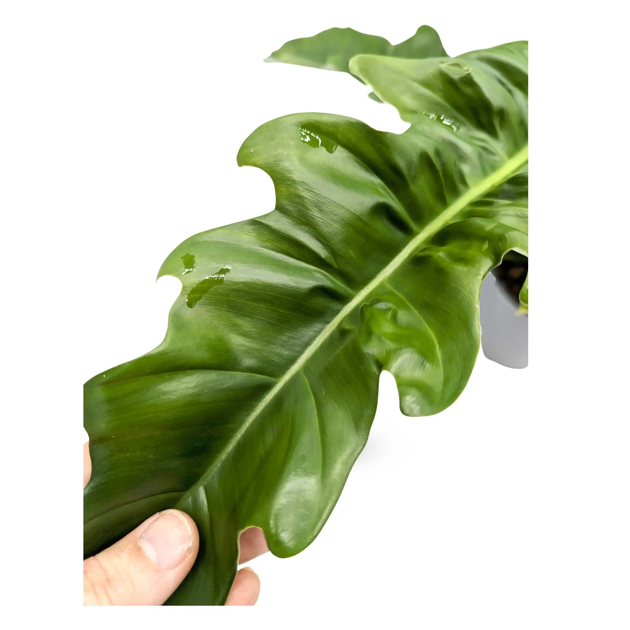 Philodendron Narrow Escape - Tiger Tooth Plant Leaf Culture