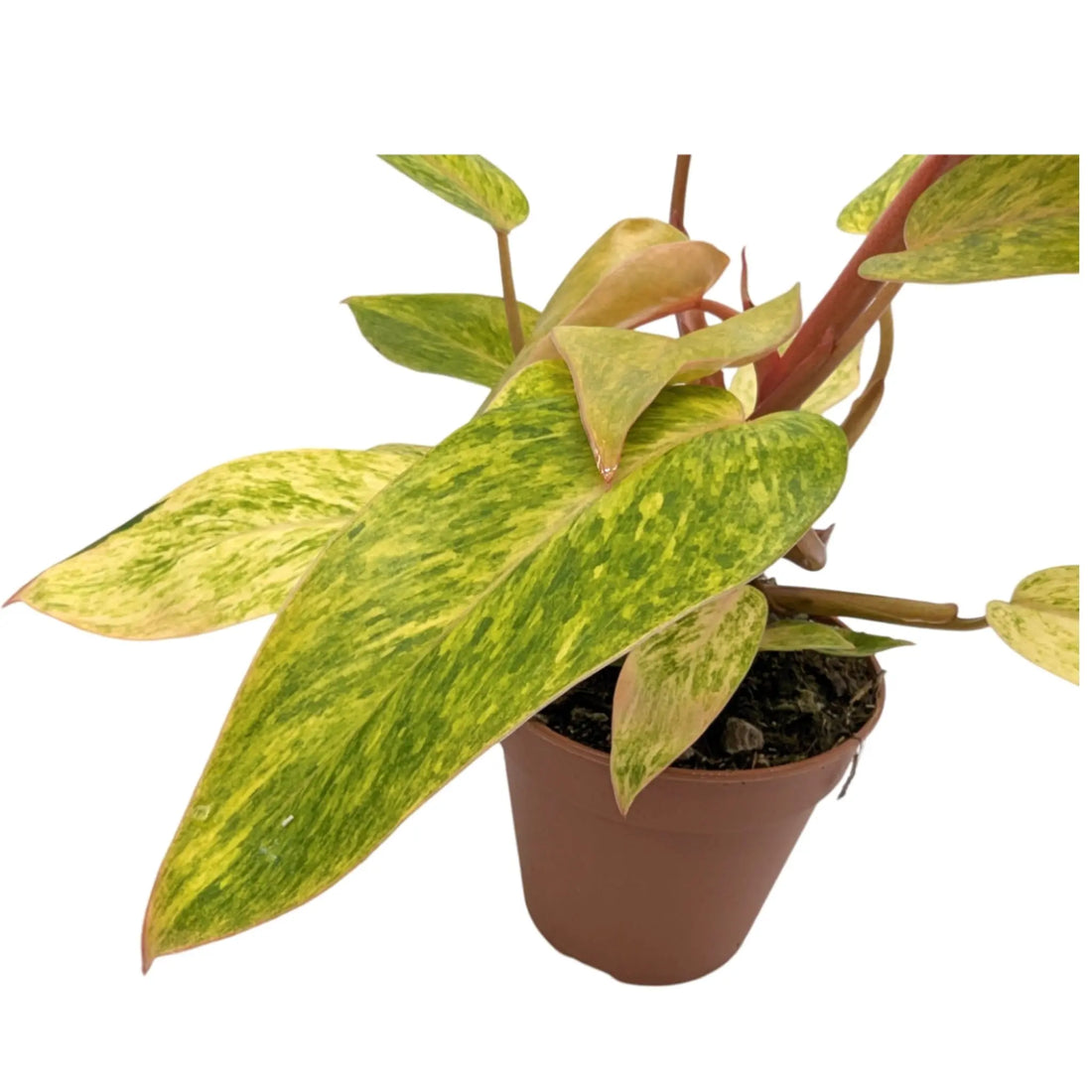 Philodendron Painted Lady Leaf Culture