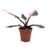 Philodendron Pink Princess Leaf Culture