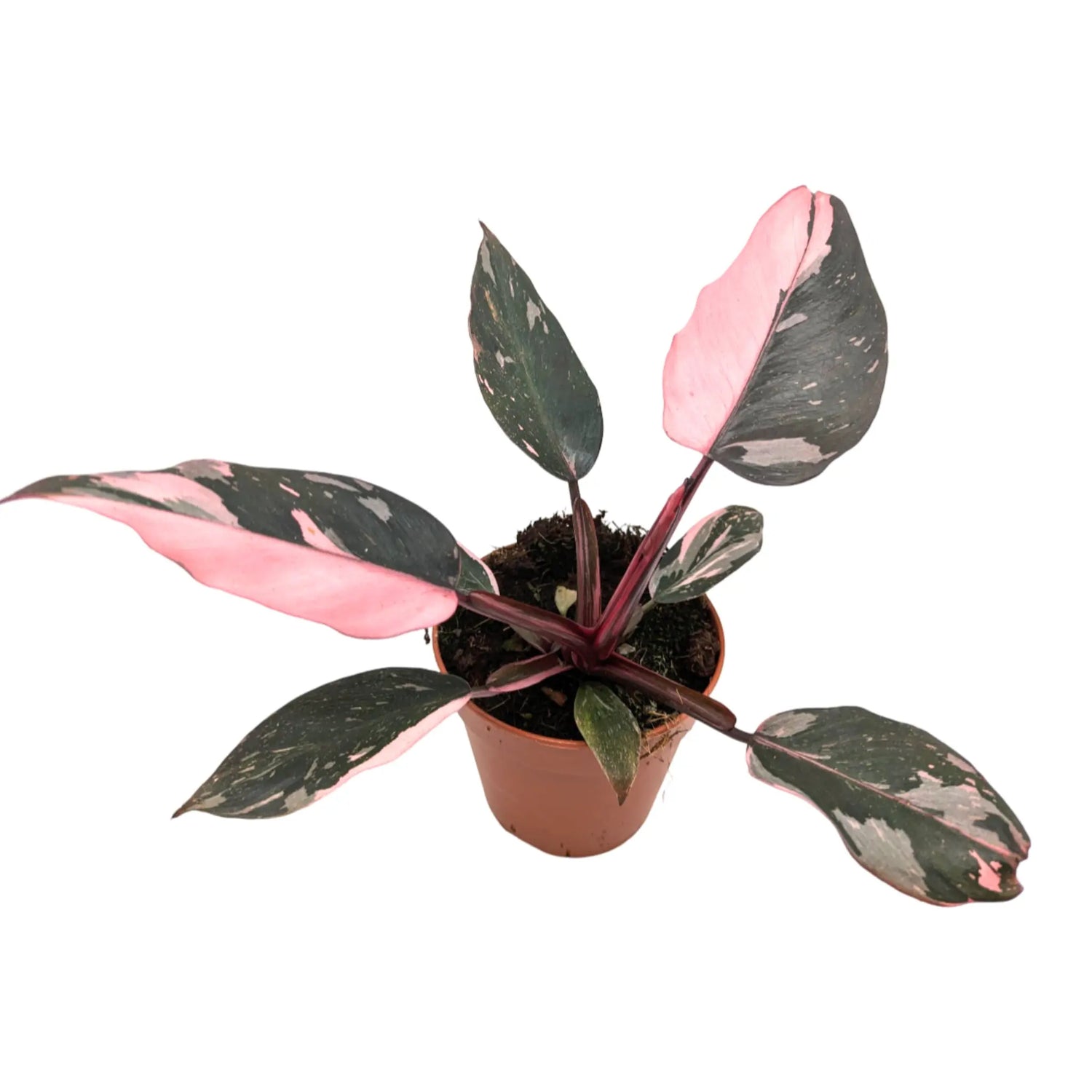 Philodendron Pink Princess Leaf Culture