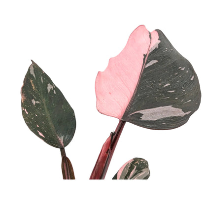 Philodendron Pink Princess Leaf Culture