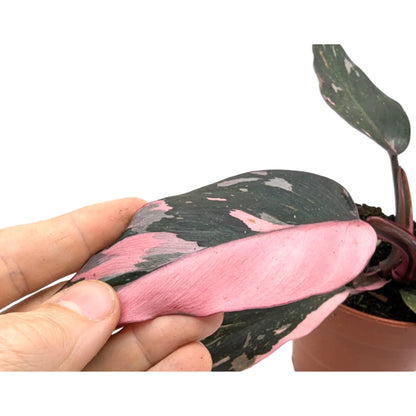 Philodendron Pink Princess Leaf Culture