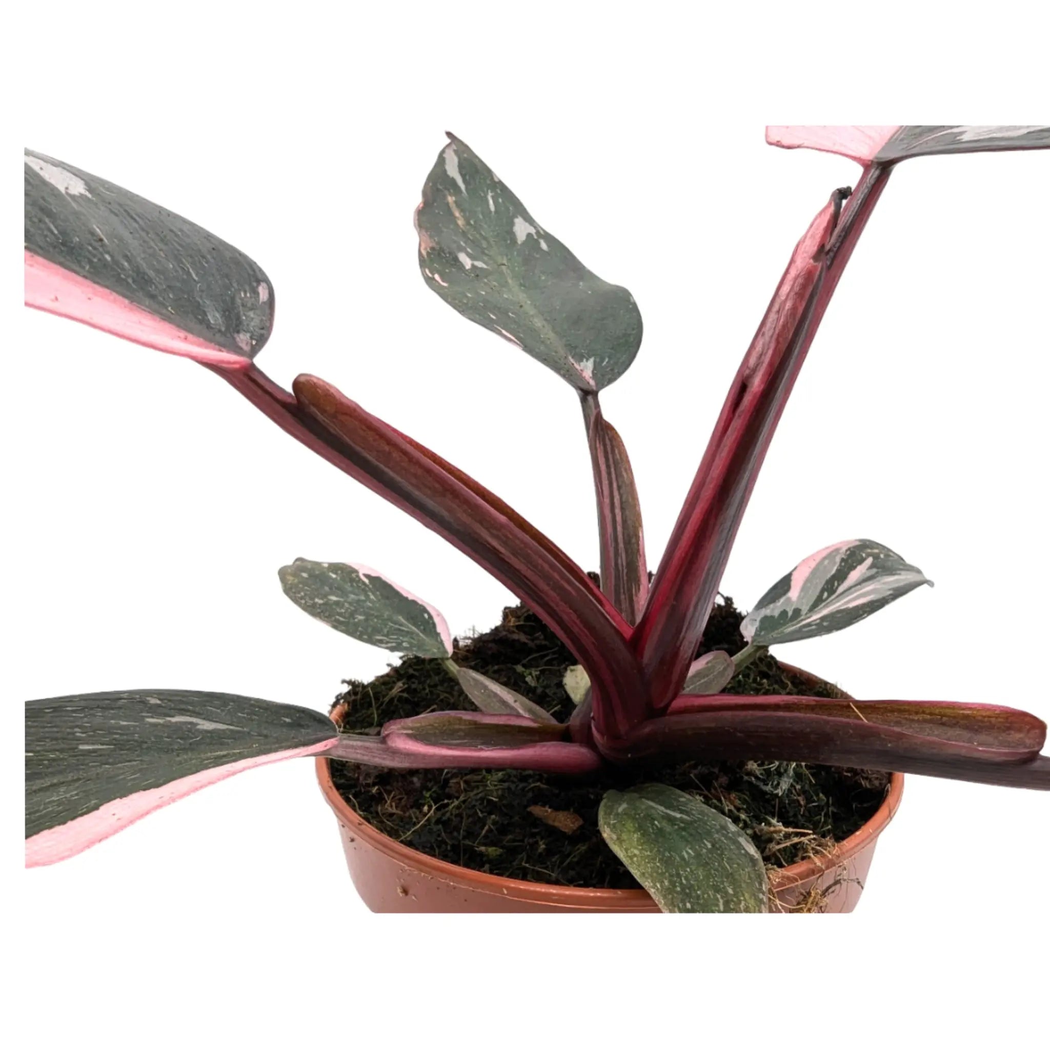 Philodendron Pink Princess Leaf Culture