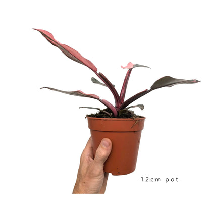 Philodendron Pink Princess Leaf Culture