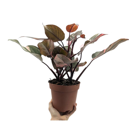 Philodendron Pink Princess Leaf Culture