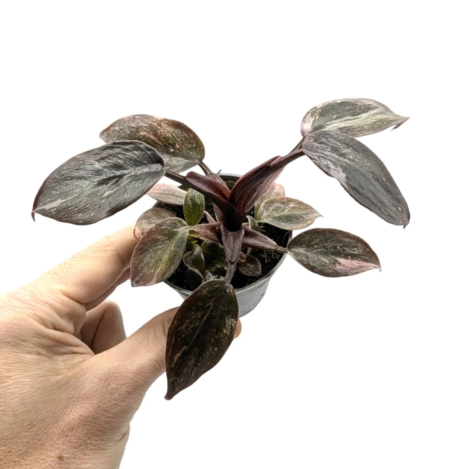 Philodendron Pink Princess Leaf Culture