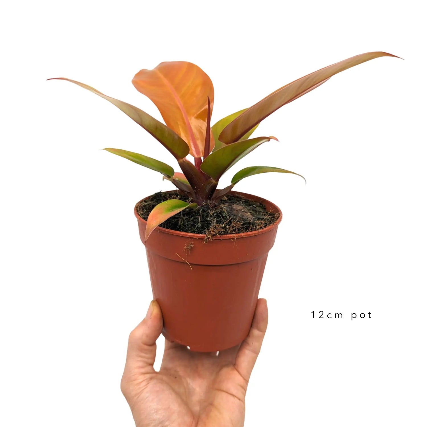 Philodendron Prince of Orange Leaf Culture