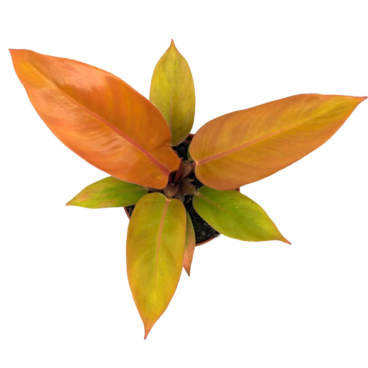 Philodendron Prince of Orange Leaf Culture
