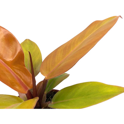 Philodendron Prince of Orange Leaf Culture