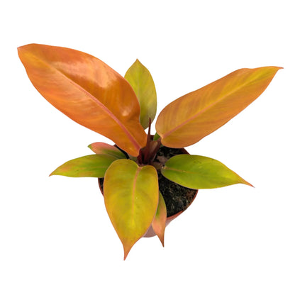 Philodendron Prince of Orange Leaf Culture