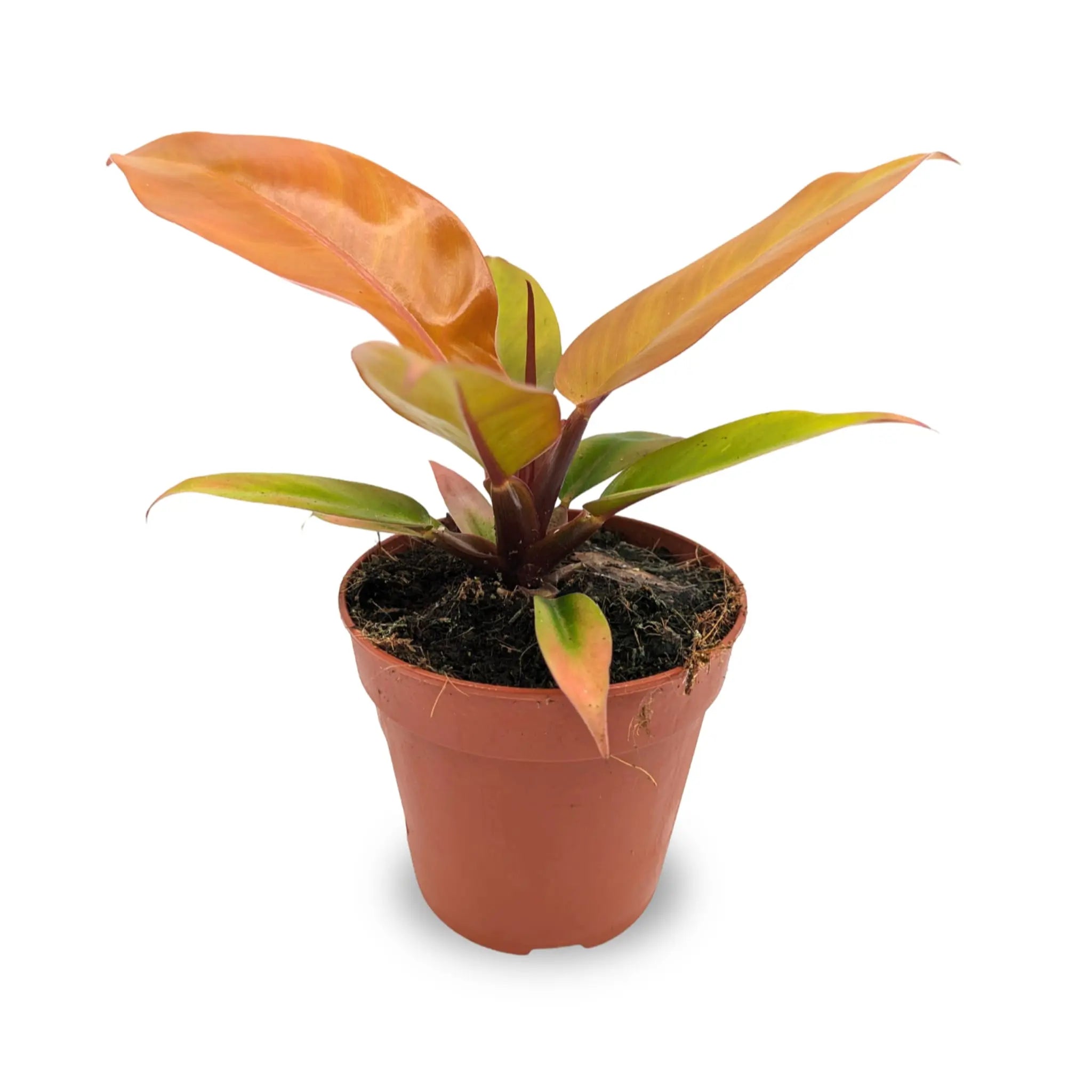 Philodendron Prince of Orange Leaf Culture