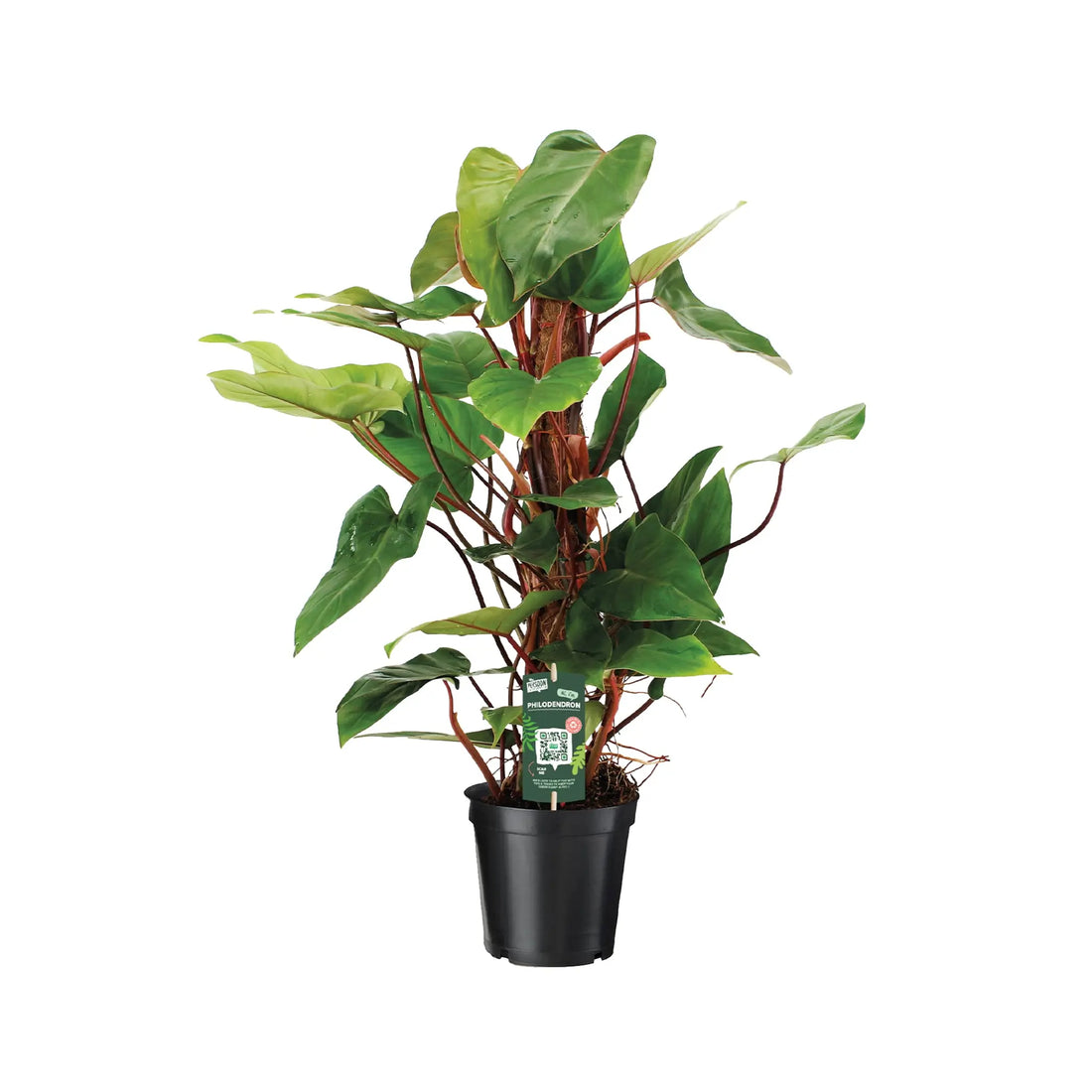 Philodendron Red Emerald with Mosstick Oz