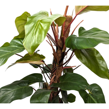 Philodendron Red Emerald with Mosstick Oz