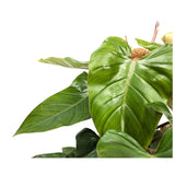 Philodendron Red Emerald with Mosstick Oz