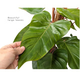 Philodendron Red Emerald with Mosstick Oz