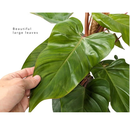 Philodendron Red Emerald with Mosstick Oz