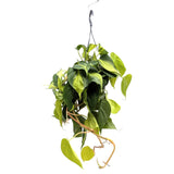 Philodendron Scandens Brasil Leaf Culture
