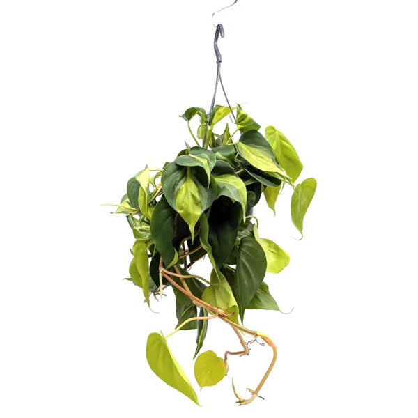 philodendron scandens trailing Philodendron scandens Brasil | Variegated Heartleaf - Trailing Plant