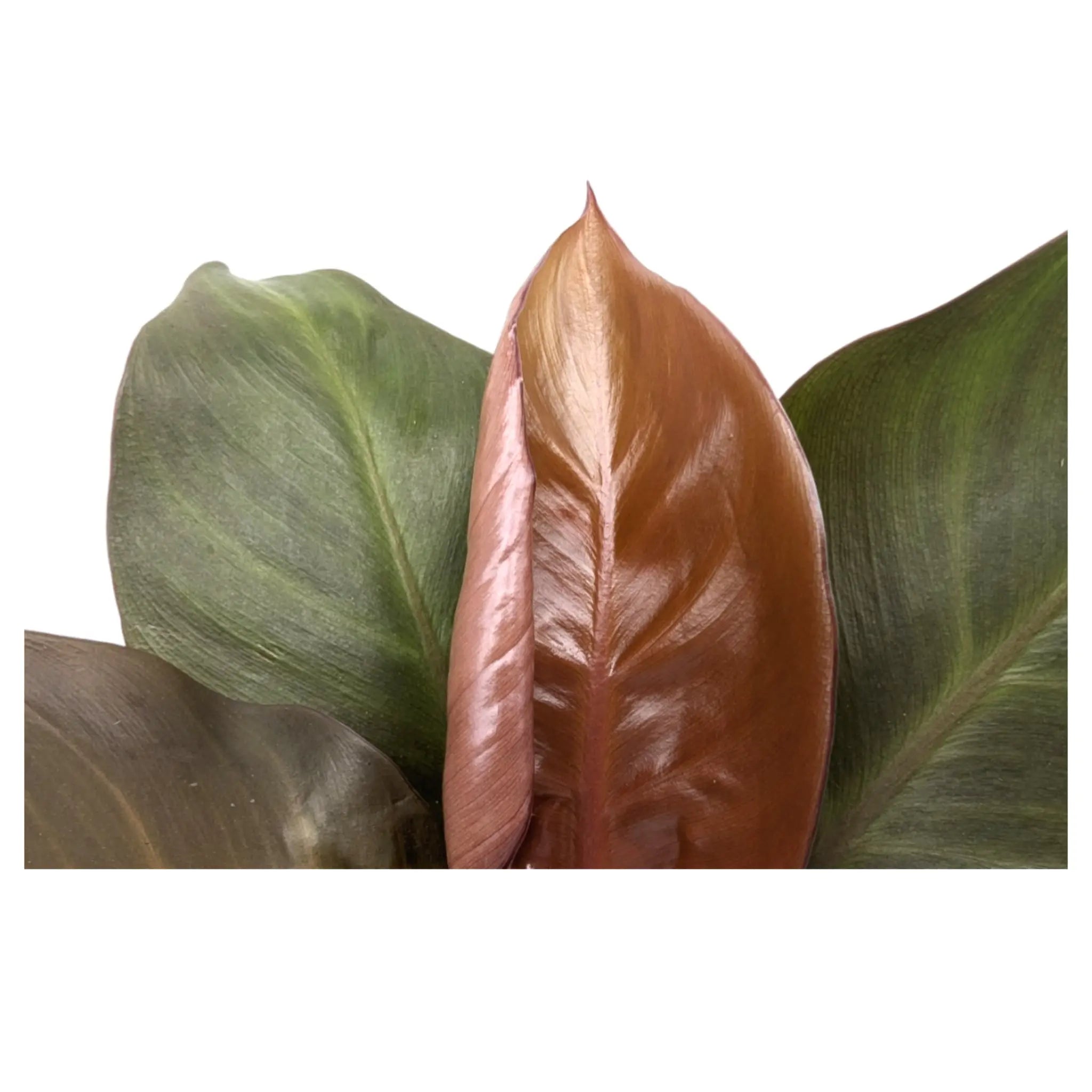 Philodendron Sun Red Leaf Culture