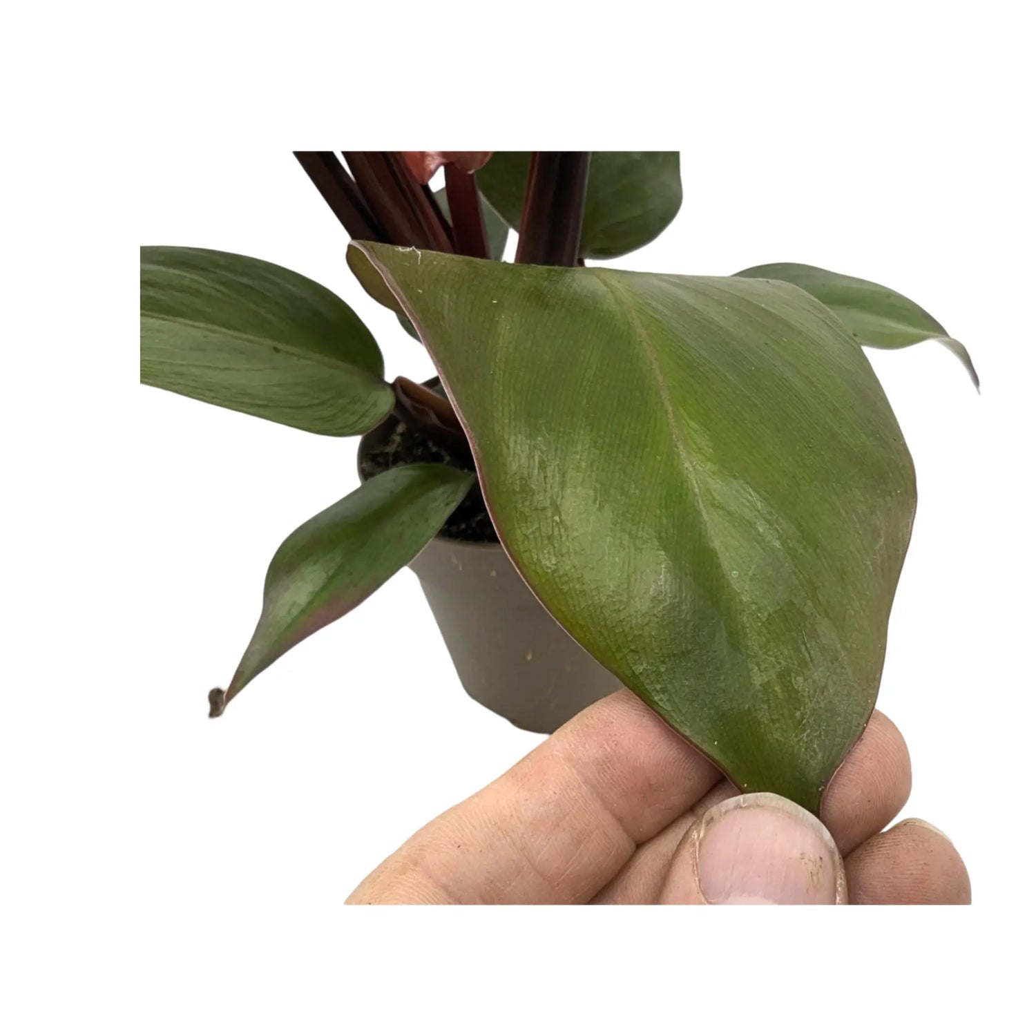 Philodendron Sun Red Leaf Culture