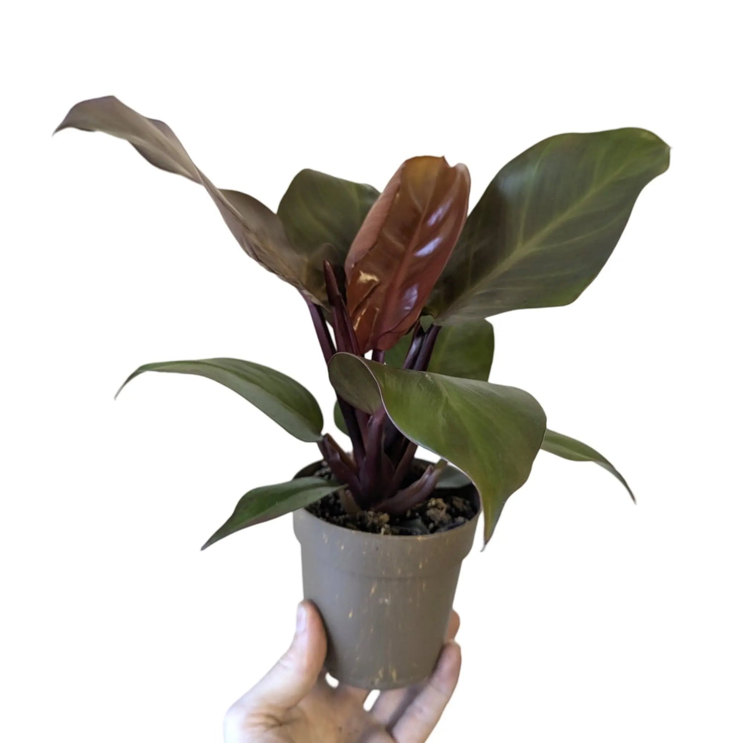 Philodendron Sun Red Leaf Culture