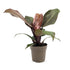 Philodendron Sun Red Leaf Culture