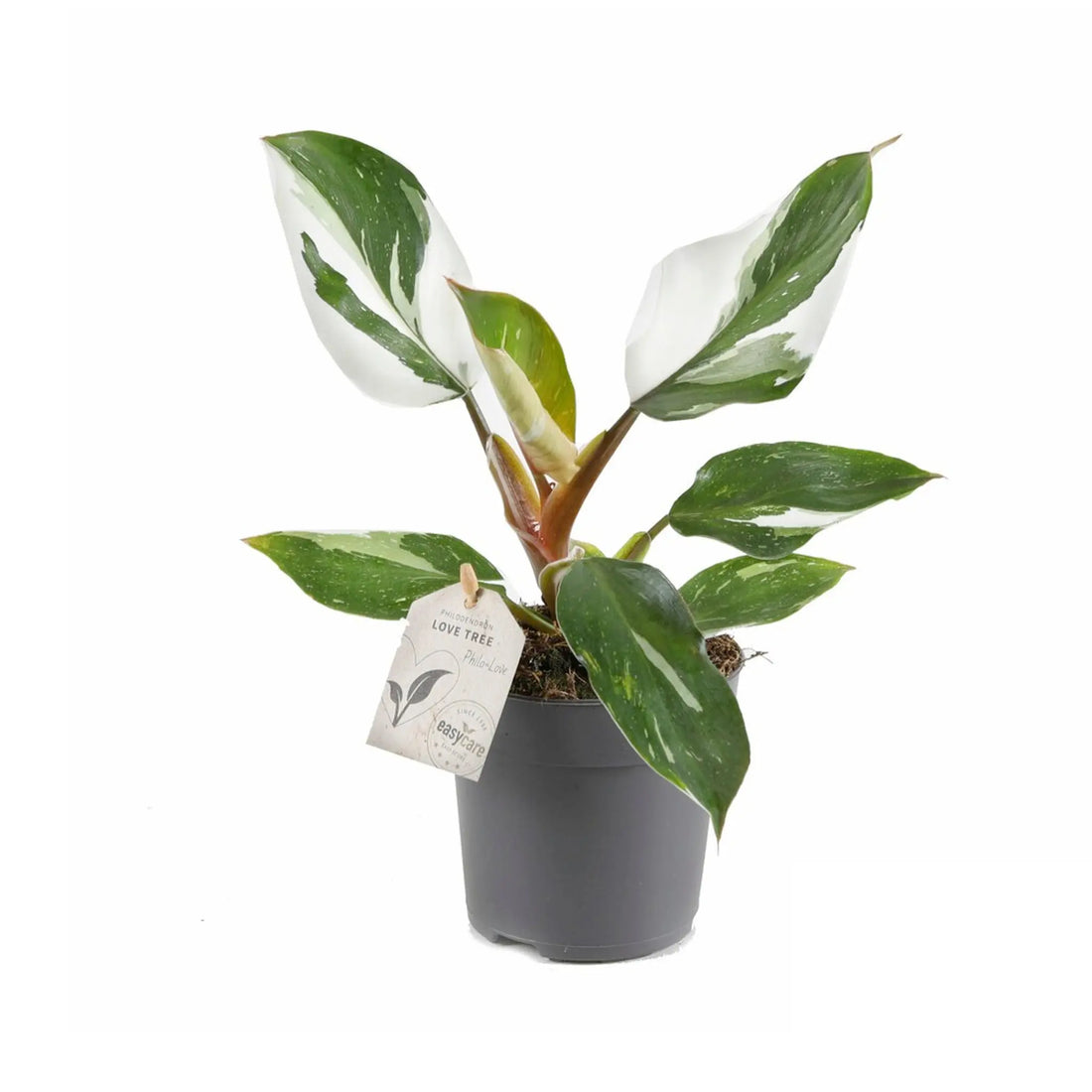 Philodendron White Knight Leaf Culture
