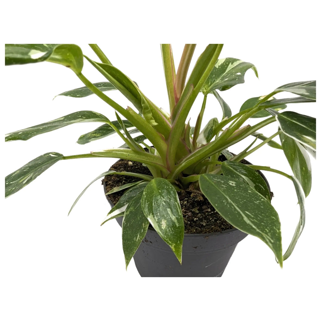 Philodendron White Princess Leaf Culture