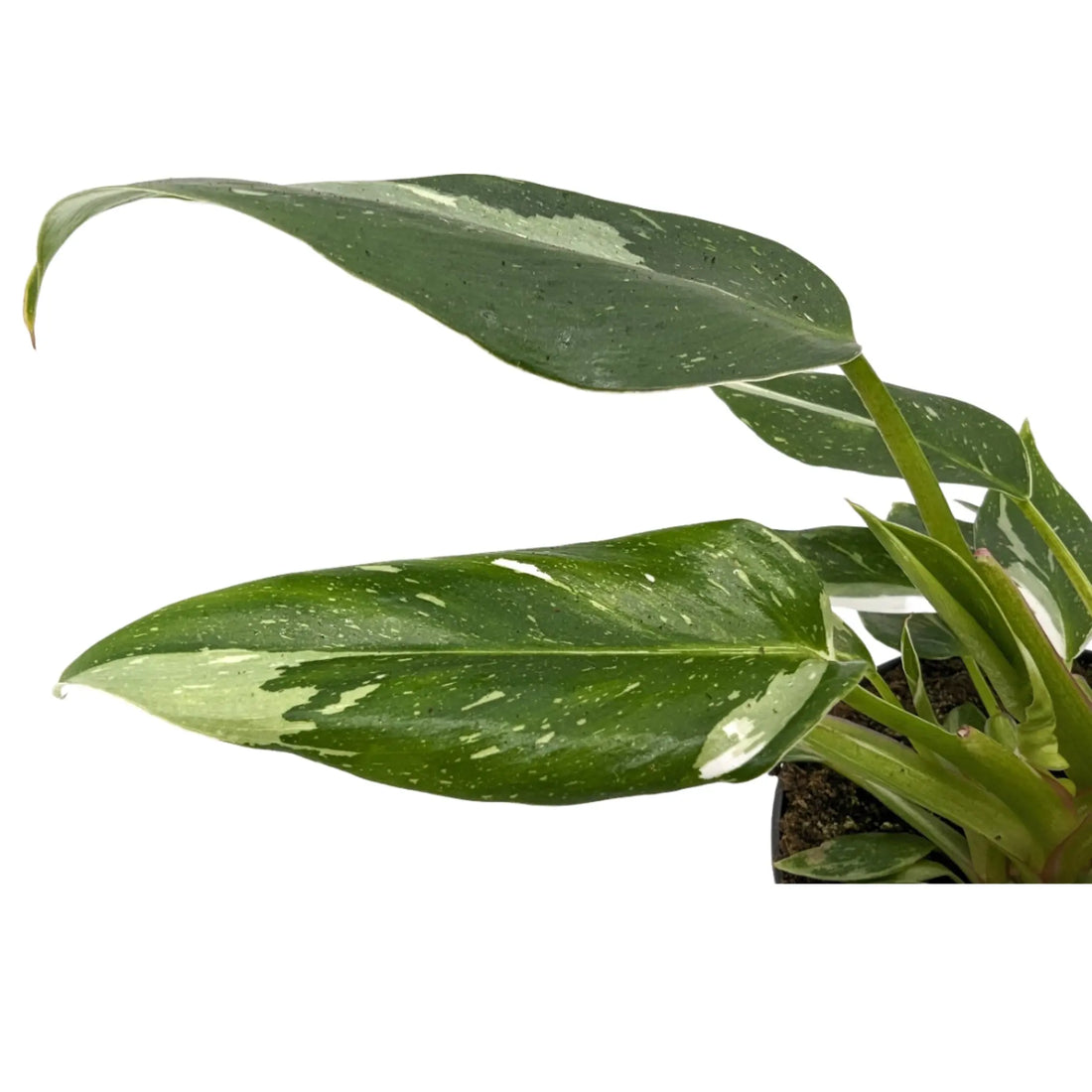 Philodendron White Princess Leaf Culture