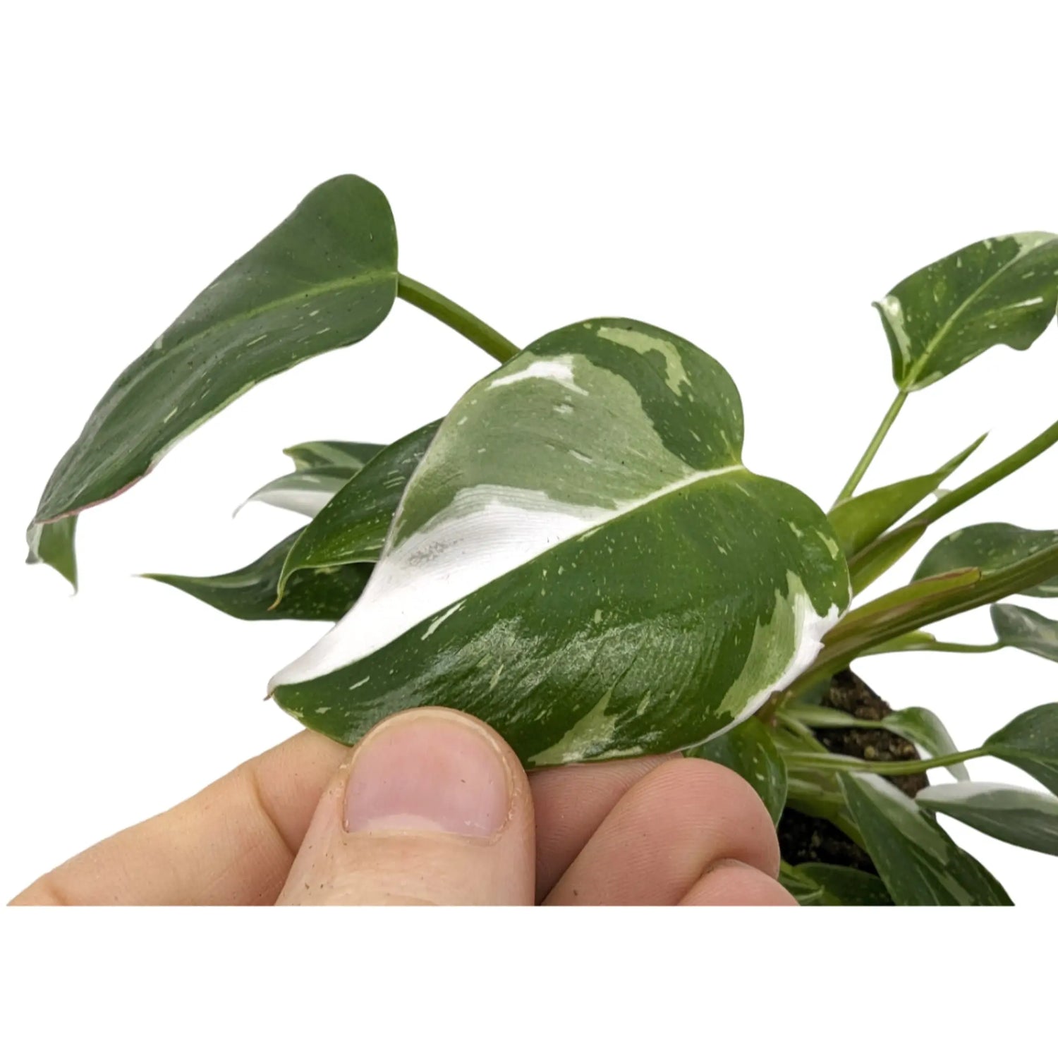 Philodendron White Princess Leaf Culture