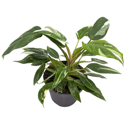 Philodendron White Princess Leaf Culture